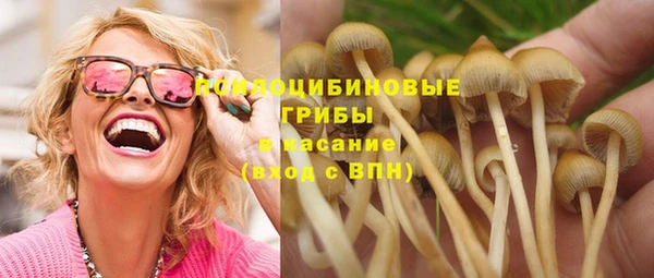 прущие грибы Белокуриха